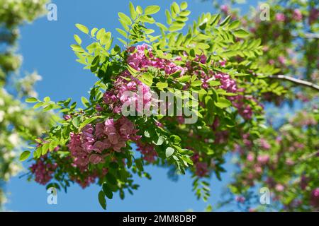 Rosa blühende Robinia margaretta Casque Rouge in einem öffentlichen Park nahe Berlin im Frühling Stockfoto