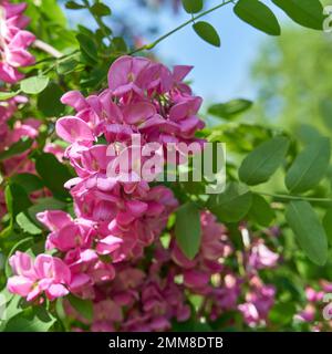 Rosa blühende Robinia margaretta Casque Rouge in einem öffentlichen Park nahe Berlin im Frühling Stockfoto