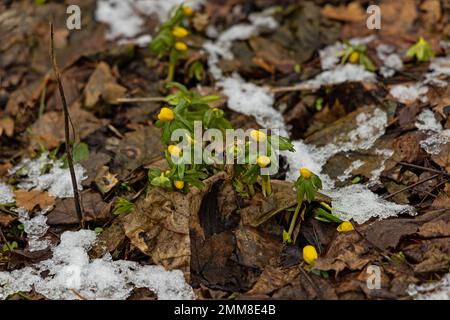 Frühwinteraconites im januar Stockfoto