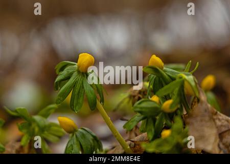 Frühwinteraconites im januar Stockfoto