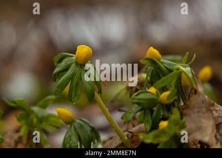 Frühwinteraconites im januar Stockfoto