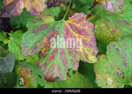 Schwarze Johannisbeeren im Garten verfärbt in verschiedenen Farben, rot, gelb im Herbst. Stockfoto