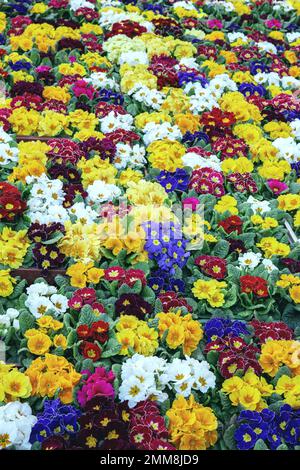 Wunderschöne Farben von Primrose auf dem Markt. Blumenhintergrund Stockfoto