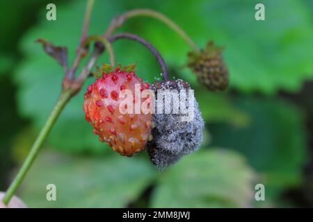 Graue Schimmelpilze (Botrytis cinerea), verrottende Erdbeerfrüchte. Stockfoto