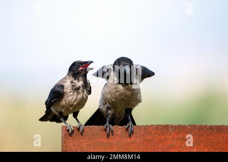 Kapuzenkrähen im donaudelta Stockfoto