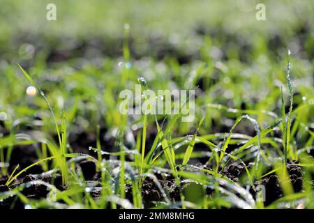 Landwirtschaft, Getreideanbau, Weizen- und Gerstenproduktion: Ein Feld mit jungem grünen Winterweizen, Gerstensprossen, Sprossen im Frühfrühling. Stockfoto