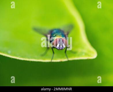 Die Lucilia-Fliege ist eine Gattung von Luftfliegen, aus der Familie der Calliphoridae. Stockfoto