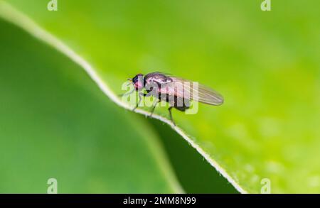 Die Lucilia-Fliege ist eine Gattung von Luftfliegen, aus der Familie der Calliphoridae. Stockfoto