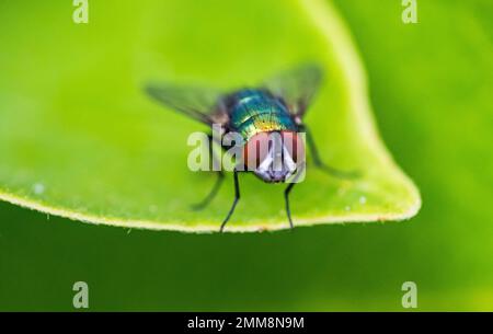 Die Lucilia-Fliege ist eine Gattung von Luftfliegen, aus der Familie der Calliphoridae. Stockfoto