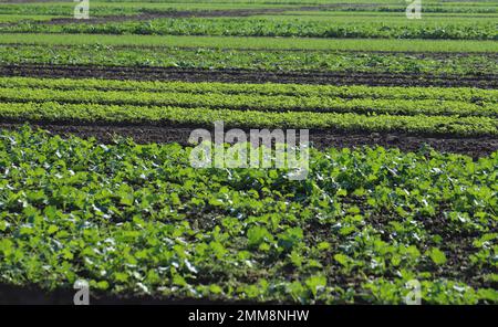 Aufstrebende junge Pflanzen verschiedener landwirtschaftlicher Kulturen: Raps, Senf, Getreide, das im Herbst in geraden Reihen auf einem Ackerland angebaut wird. Stockfoto