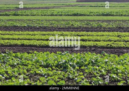 Aufstrebende junge Pflanzen verschiedener landwirtschaftlicher Kulturen: Raps, Senf, Getreide, das im Herbst in geraden Reihen auf einem Ackerland angebaut wird. Stockfoto