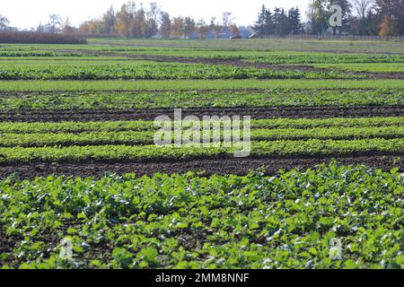 Aufstrebende junge Pflanzen verschiedener landwirtschaftlicher Kulturen: Raps, Senf, Getreide, das im Herbst in geraden Reihen auf einem Ackerland angebaut wird. Stockfoto
