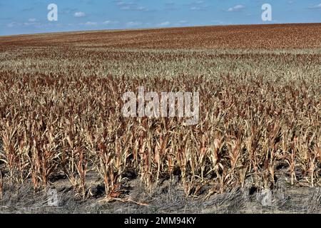 Milo „Sorghum vulgare“-Feld, zeigt Ernteausfall aufgrund von fehlenden Regenfällen, konturierte Landwirtschaft, WaKeeney, Kansas. Stockfoto