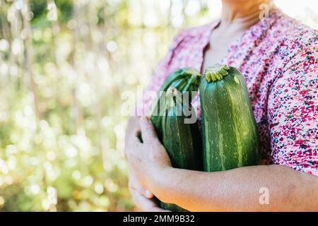 Eine nicht wiedererkennbare lateinische Farmerin, die große Zucchinis aus ihrem Gemüsegarten hält. Speicherplatz kopieren Stockfoto