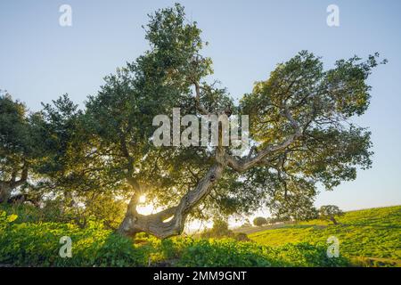 Eichen auf einer Wiese mit Sonnenschein durch Äste und klarem blauem Himmel im Hintergrund Stockfoto