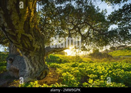 Eine alte Eiche auf einer Wiese mit Sonnenschein durch Äste, klarem blauem Himmel im Hintergrund Stockfoto