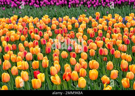 Einzelne lila Tulpe in einem Feld mit orangefarbenen Tulpen, Keukenhof Gardens, Lisse, Bollenstreek, Südholland, Niederlande Stockfoto