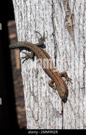 Viviparöse Eidechse (Zootoca vivipara), die sich auf einem hölzernen Pfad sonnt, Schwarzwald-Nationalpark, Baden-Würtemberg, Deutschland Stockfoto