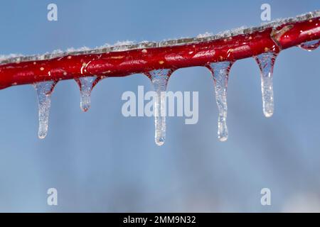 Rotes Hundeholz, das nach überfrierendem Regen mit Eis bedeckt ist Stockfoto