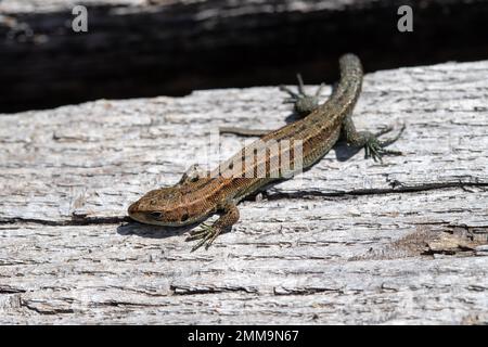 Viviparöse Eidechse (Zootoca vivipara), die sich auf einem hölzernen Pfad sonnt, Schwarzwald-Nationalpark, Baden-Würtemberg, Deutschland Stockfoto