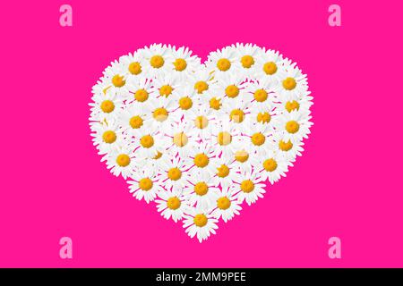 Ein Herz aus weißen Gänseblümchen. Blumendesign für Valentinstag, Geburtstag, Hochzeitseinladung Stockfoto