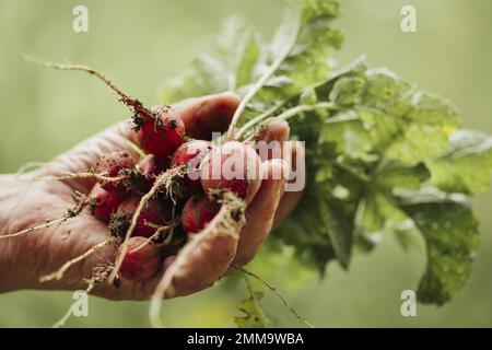 Nahhand mit frischen Radieschen. Hochauflösendes Foto Stockfoto