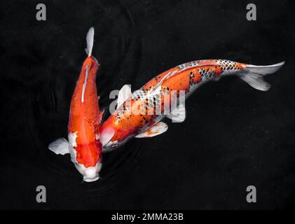 Draufsicht farbenfrohes Koi fishes2. Auflösung und hochwertige Fotos Stockfoto