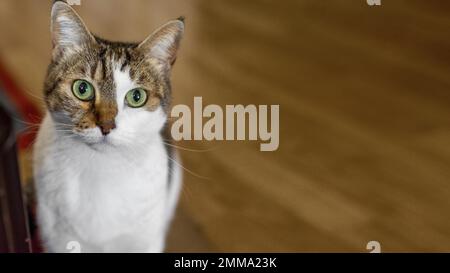 Süße Katze mit grünen Augen drinnen. Auflösung und hochwertige Fotos Stockfoto