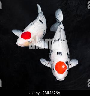 Koi-Fische mit Blick von oben. Hochauflösendes Foto Stockfoto