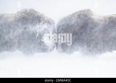 Moschusochsen (Ovibos moschatus) in einem Schneesturm, zwei Stiere kämpfen, Dovrefjell-Sunndalsfjella Nationalpark, Norwegen Stockfoto