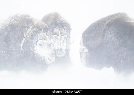 Moschusochsen (Ovibos moschatus) in einem Schneesturm, Nationalpark Dovrefjell-Sunndalsfjella, Norwegen Stockfoto