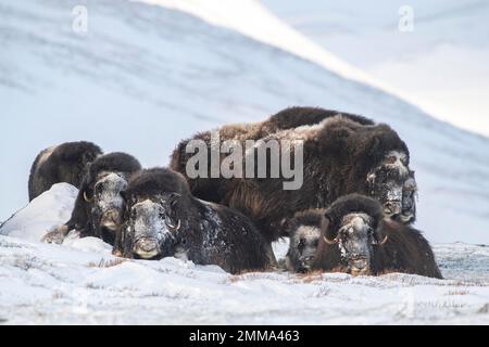 Moschusochsen (Ovibos moschatus), Gruppe im Schnee, Nationalpark Dovrefjell-Sunndalsfjella, Norwegen Stockfoto