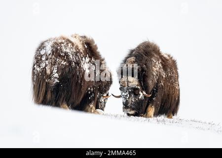 Zwei Moschusochsen (Ovibos moschatus) im Schnee, der Nationalpark Dovrefjell-Sunndalsfjella, Norwegen Stockfoto