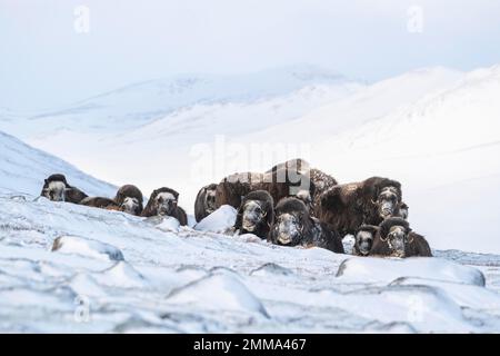 Moschusochsen (Ovibos moschatus), Gruppe im Schnee, Nationalpark Dovrefjell-Sunndalsfjella, Norwegen Stockfoto