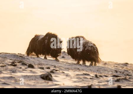 Zwei Moschusochsen (Ovibos moschatus) im Schnee, der Nationalpark Dovrefjell-Sunndalsfjella, Norwegen Stockfoto