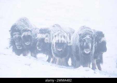 Moschusochsen (Ovibos moschatus) im Schnee, Nationalpark Dovrefjell-Sunndalsfjella, Norwegen Stockfoto