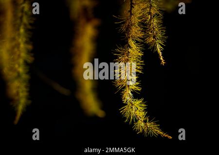 Herbstgelbe Lärche (Larix) mit Hintergrundbeleuchtung, Val Senales, Natruns, Südtirol, Italien Stockfoto