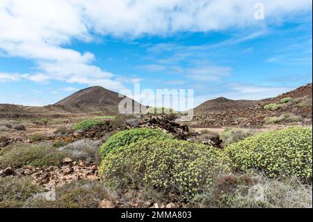 Karges Pflanzenwachstum auf der Vulkaninsel, Balsam-Sauger (Euphorbia balsamifera), im hinteren linken Vulkan Montana La Caldera, Islote de Lobos Stockfoto
