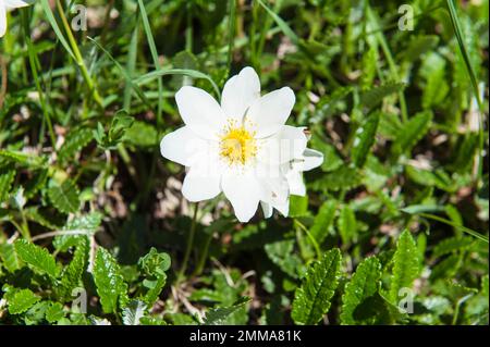 Weiße Blume, acht Blütenblätter, weißer Trockenmassiv (Dryas octopetala), Brenta Massif, Brenta Dolomites, nahe Molveno, Malfein, Provinz Trient, Trentino Stockfoto