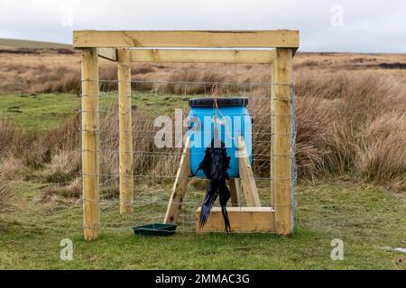 Gamekeeping, blaue Fütterungstrommel für Moorhühner und Rebhühner auf bewirtschaftetem Moorland mit traditionellen Methoden und Korviden, die mit Bailer-Garn aufgewickelt wurden Stockfoto