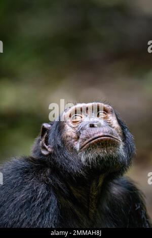 Ein Schimpanse, der aufblickt, während er tief im Regenwald sitzt. Bild aufgenommen im Kibale Regenwald, West-Uganda. Stockfoto