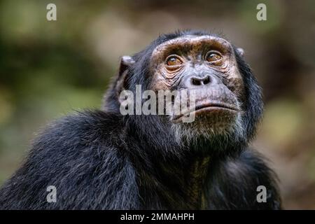 Ein Schimpanse, der aufblickt, während er tief im Regenwald sitzt. Bild aufgenommen im Kibale Regenwald, West-Uganda. Stockfoto
