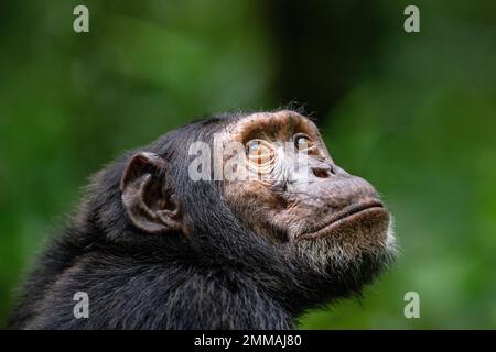 Ein Schimpanse, der aufblickt, während er tief im Regenwald sitzt. Bild aufgenommen im Kibale Regenwald, West-Uganda. Stockfoto
