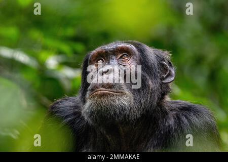 Ein Schimpanse, der aufblickt, während er tief im Regenwald sitzt. Bild aufgenommen im Kibale Regenwald, West-Uganda. Stockfoto