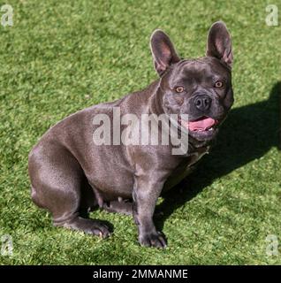16 Monate Altes Lila Weibliches Franzosen-Hündchen. Abseits der Leine gelegener Hundepark in Nordkalifornien. Stockfoto