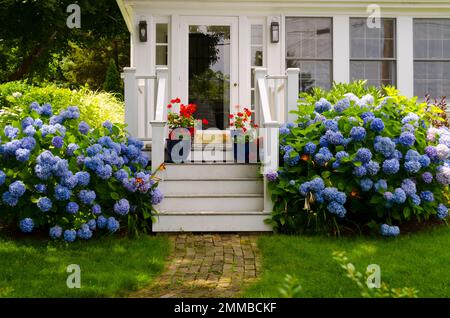 Blaue Hortensien. Cape Cod. Wellfleet, Massachusetts Stockfoto