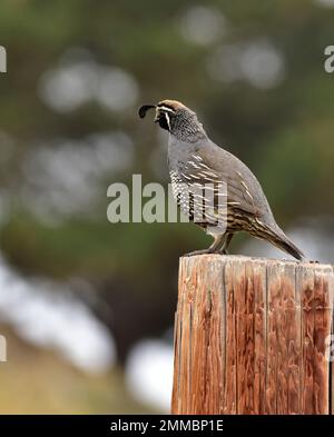 Kalifornischer Wachtelmann, der seine Familie bewacht, Montana de Oro State Park, Kalifornien Stockfoto