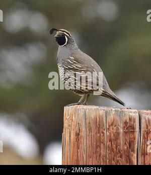 Kalifornischer Wachtelmann, der seine Familie bewacht, Montana de Oro State Park, Kalifornien Stockfoto