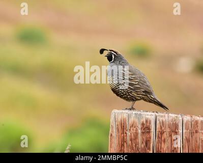 Kalifornischer Wachtelmann, der seine Familie bewacht, Montana de Oro State Park, Kalifornien Stockfoto