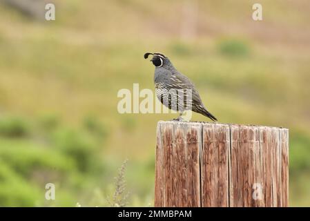 Kalifornischer Wachtelmann, der seine Familie bewacht, Montana de Oro State Park, Kalifornien Stockfoto